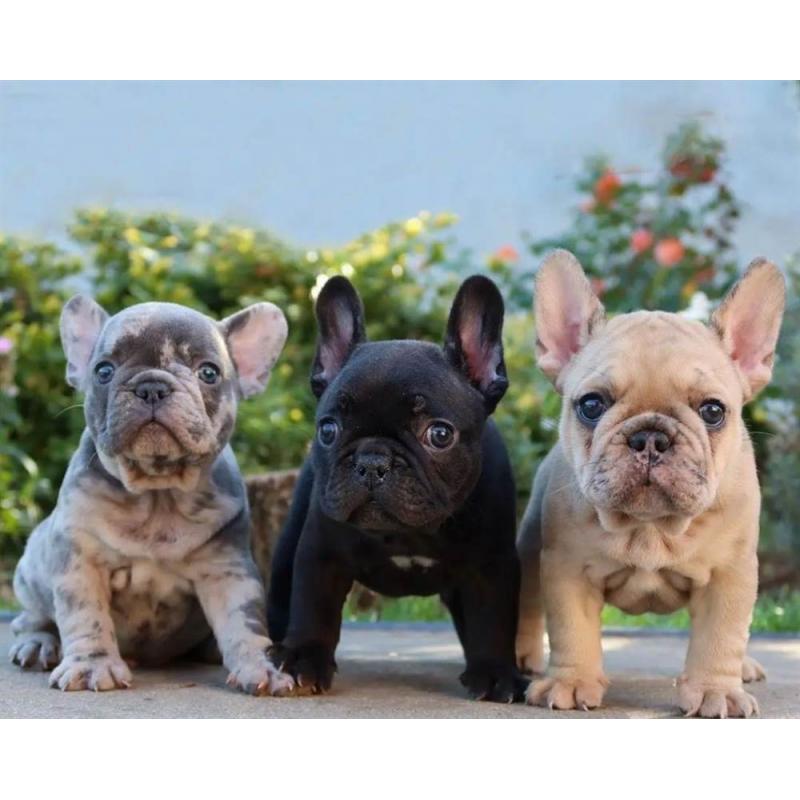 Prachtige Franse Bulldog-puppy's