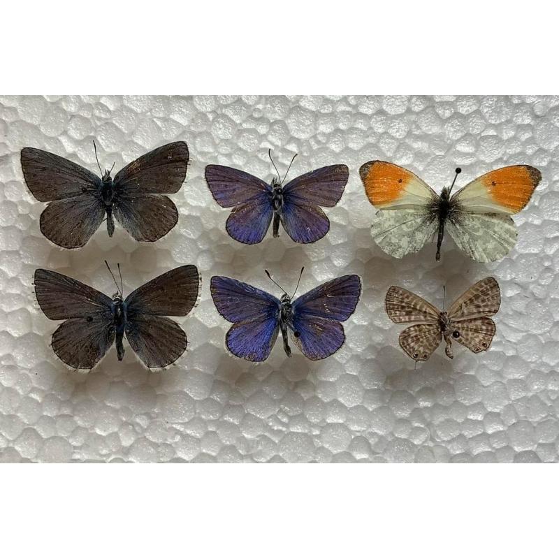 Vlinders uit Frankrijk, 5 € samen