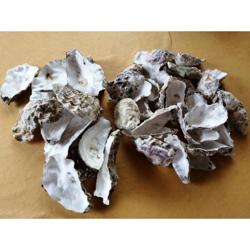 24 oesterschelpen